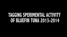 Tagging Sperimental Activity Bluefish Tuna 2013-2014